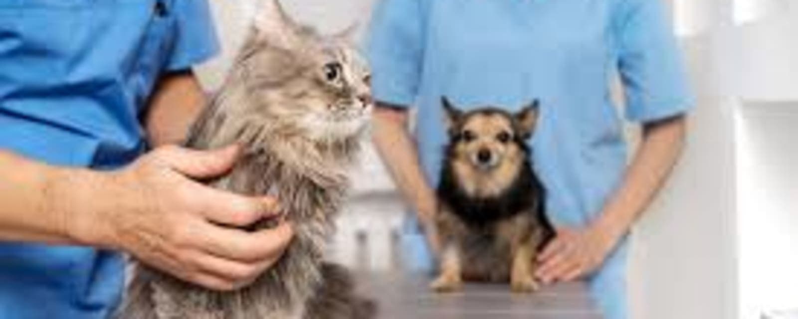 Marfect Petshop & Pet Grooming LLC