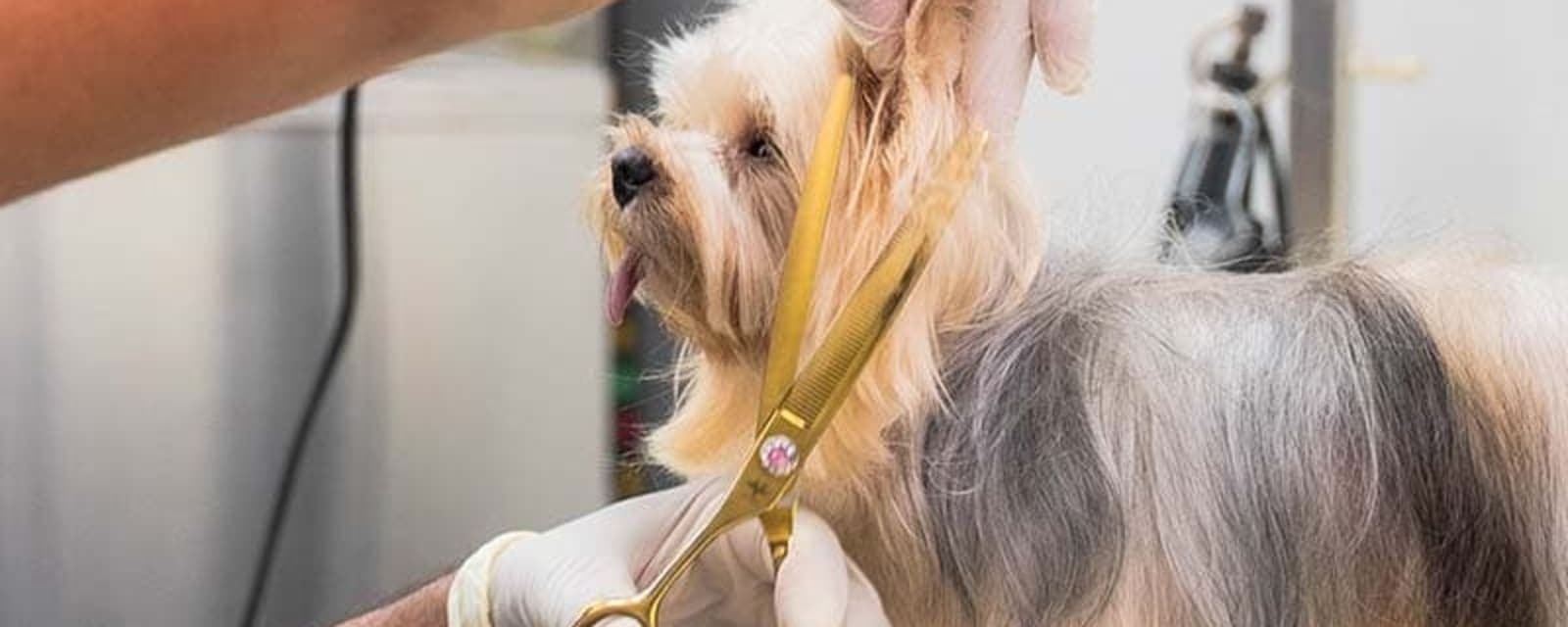 AL Enaya pet care center