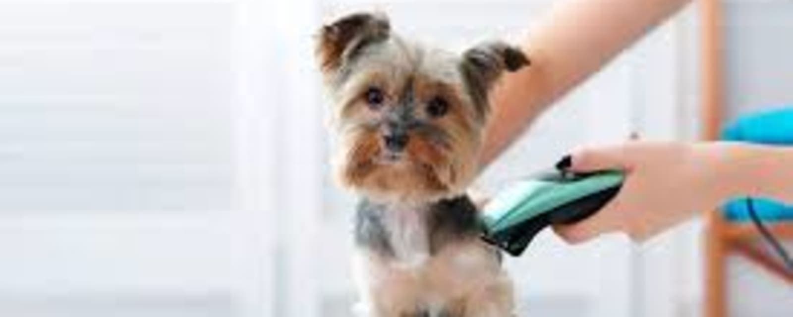 PETS GROOMING CENTRE AJMAN by Sahara Exotics