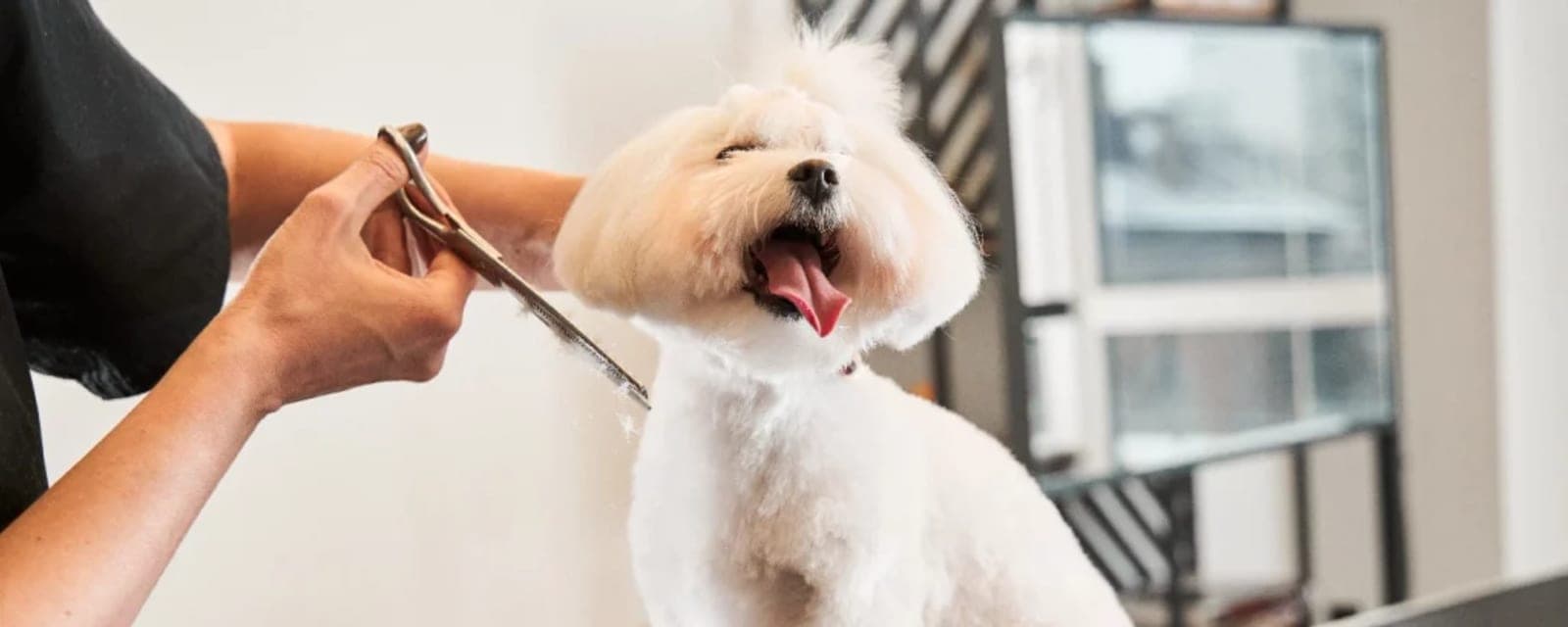 Pets Home Ornamental Fish & Birds Trading & Grooming بيتس هوم لتجارة الاسماك٫طيور الزينة والحيوانات الاليفة - صالون للحيوانات